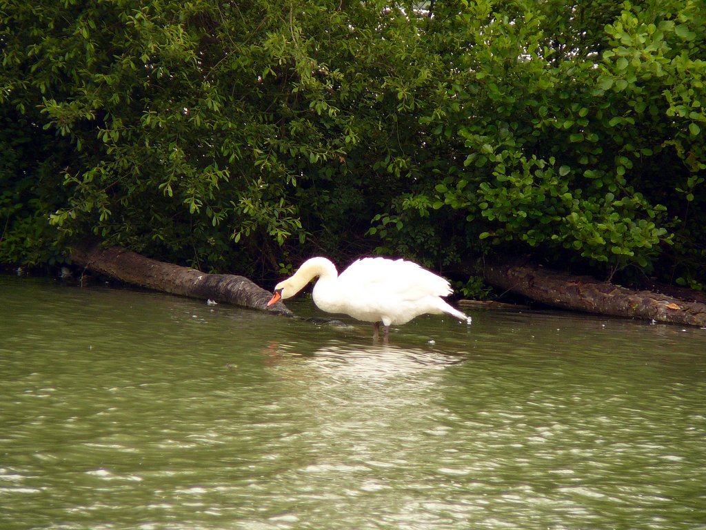 Cygne